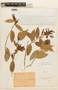 Cavendishia bracteata (Ruíz & Pav. ex J. St.-Hil.) Hoerold, ECUADOR, F
