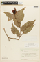 Cavendishia bracteata (Ruíz & Pav. ex J. St.-Hil.) Hoerold, BOLIVIA, F