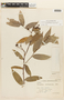 Cavendishia bracteata (Ruíz & Pav. ex J. St.-Hil.) Hoerold, BOLIVIA, F