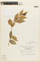 Cavendishia bracteata (Ruíz & Pav. ex J. St.-Hil.) Hoerold, ECUADOR, F