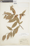 Cavendishia bracteata (Ruíz & Pav. ex J. St.-Hil.) Hoerold, VENEZUELA, F
