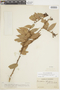 Cavendishia bracteata (Ruíz & Pav. ex J. St.-Hil.) Hoerold, VENEZUELA, F