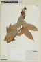 Cavendishia bracteata (Ruíz & Pav. ex J. St.-Hil.) Hoerold, PERU, F