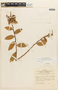 Cavendishia bracteata (Ruíz & Pav. ex J. St.-Hil.) Hoerold, COLOMBIA, F