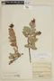 Cavendishia bracteata (Ruíz & Pav. ex J. St.-Hil.) Hoerold, COLOMBIA, F