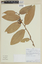 Cavendishia nobilis var. nobilis, PERU, F