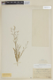Leptoglossis albiflora (I. M. Johnst.) Hunz. & Subils, PERU, F