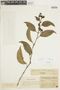 Solanum lasiopodium Dunal, COLOMBIA, F