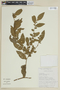 Solanum pseudocapsicum L., BOLIVIA, F