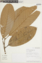 Minquartia guianensis Aubl., Peru, A. Monteagudo 4069, F