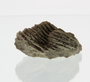 P5073_Silurian_Stromatoporoid