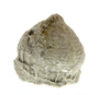 UC4411_crinoid_calyx