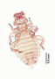 28453 Trochiloecetes naevius PT v IN