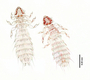 28461 Abrocomophaga chilensis PT v IN