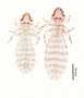28462 Abrocomophaga chilensis PT d IN