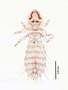 28463 Abrocomophaga chilensis PT d IN