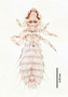 28463 Abrocomophaga chilensis PT v IN