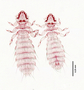 28464 Abrocomophaga chilensis PT v IN