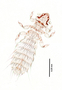 28465 Abrocomophaga chilensis PT v IN