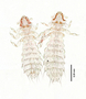 28467 Abrocomophaga chilensis PT d IN