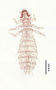 28468 Abrocomophaga chilensis PT v IN