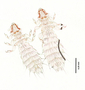 28469 Abrocomophaga chilensis PT d IN
