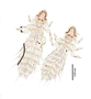 28469 Abrocomophaga chilensis PT v IN