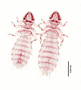28470 Abrocomophaga chilensis PT d IN