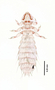 28472 Abrocomophaga chilensis PT d IN