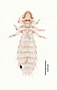 28472 Abrocomophaga chilensis PT v IN