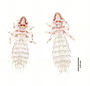 28473 Abrocomophaga chilensis PT d IN