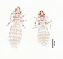 28473 Abrocomophaga chilensis PT v IN