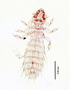 28474 Abrocomophaga chilensis PT d IN