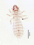 28474 Abrocomophaga chilensis PT v IN