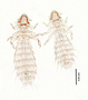 28475 Abrocomophaga chilensis PT v IN