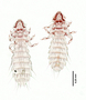 28477 Abrocomophaga chilensis PT v IN
