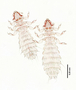 28478 Abrocomophaga chilensis PT d IN