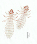 28478 Abrocomophaga chilensis PT v IN