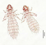 28479 Abrocomophaga chilensis PT v IN
