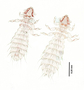 28481 Abrocomophaga chilensis PT d IN