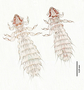 28481 Abrocomophaga chilensis PT v IN