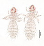28482 Abrocomophaga chilensis PT d IN