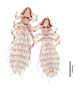 28483 Abrocomophaga chilensis PT v IN