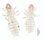 28484 Abrocomophaga chilensis PT d IN