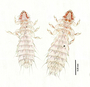 28484 Abrocomophaga chilensis PT v IN