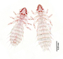 28485 Abrocomophaga chilensis PT d IN