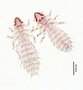 28485 Abrocomophaga chilensis PT v IN