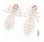 28487 Abrocomophaga chilensis PT d IN
