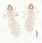 28488 Abrocomophaga chilensis PT v IN