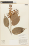 Cavendishia tarapotana (Meisn.) Benth. & Hook. f., PERU, F